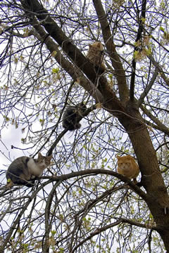 Burley Boys Tree Service, Cats, rescue