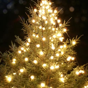 Burley Boys Tree Service, holiday lighting services